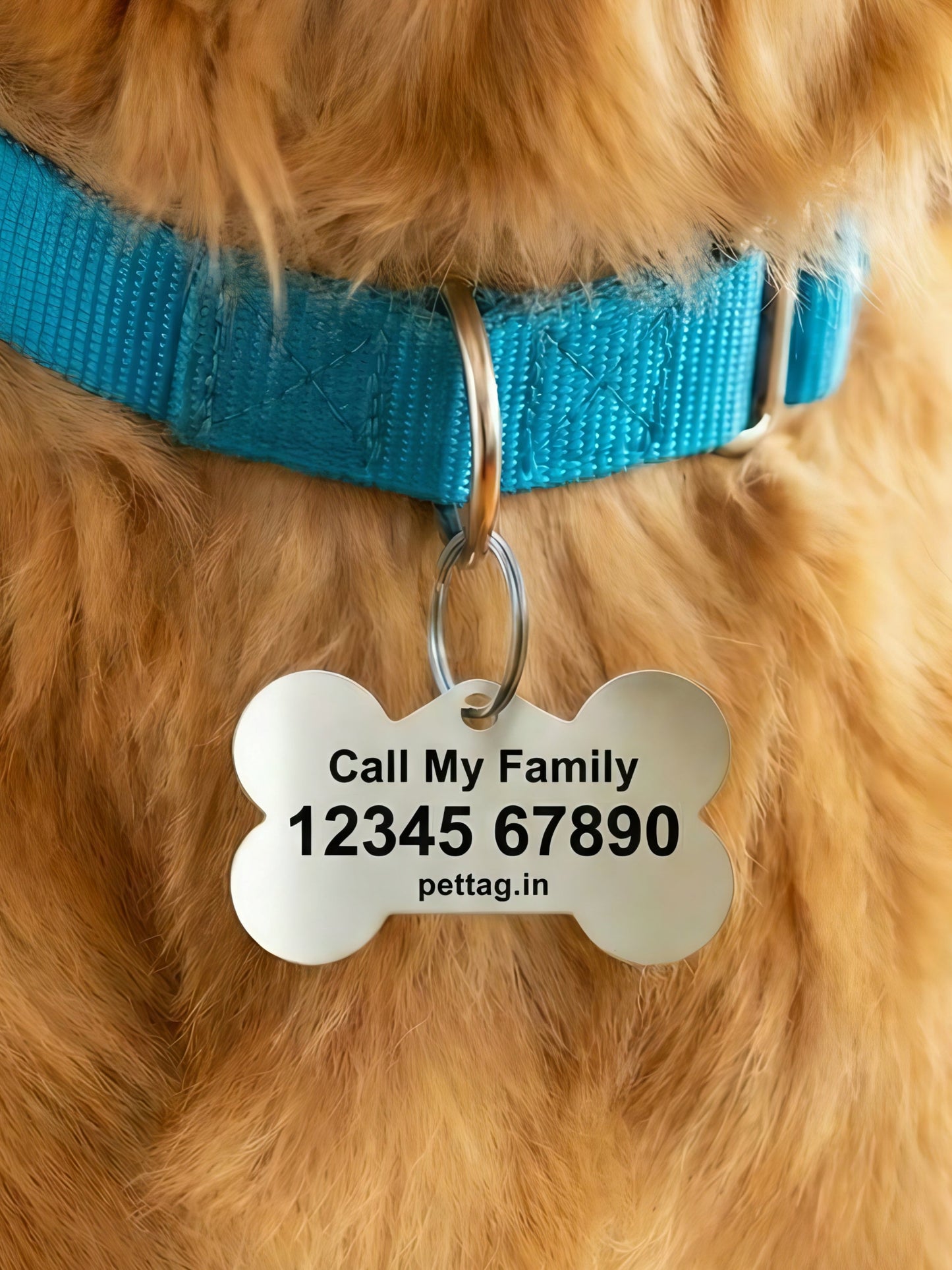 Dog wearing a blue collar with a pet tag on a blurred background