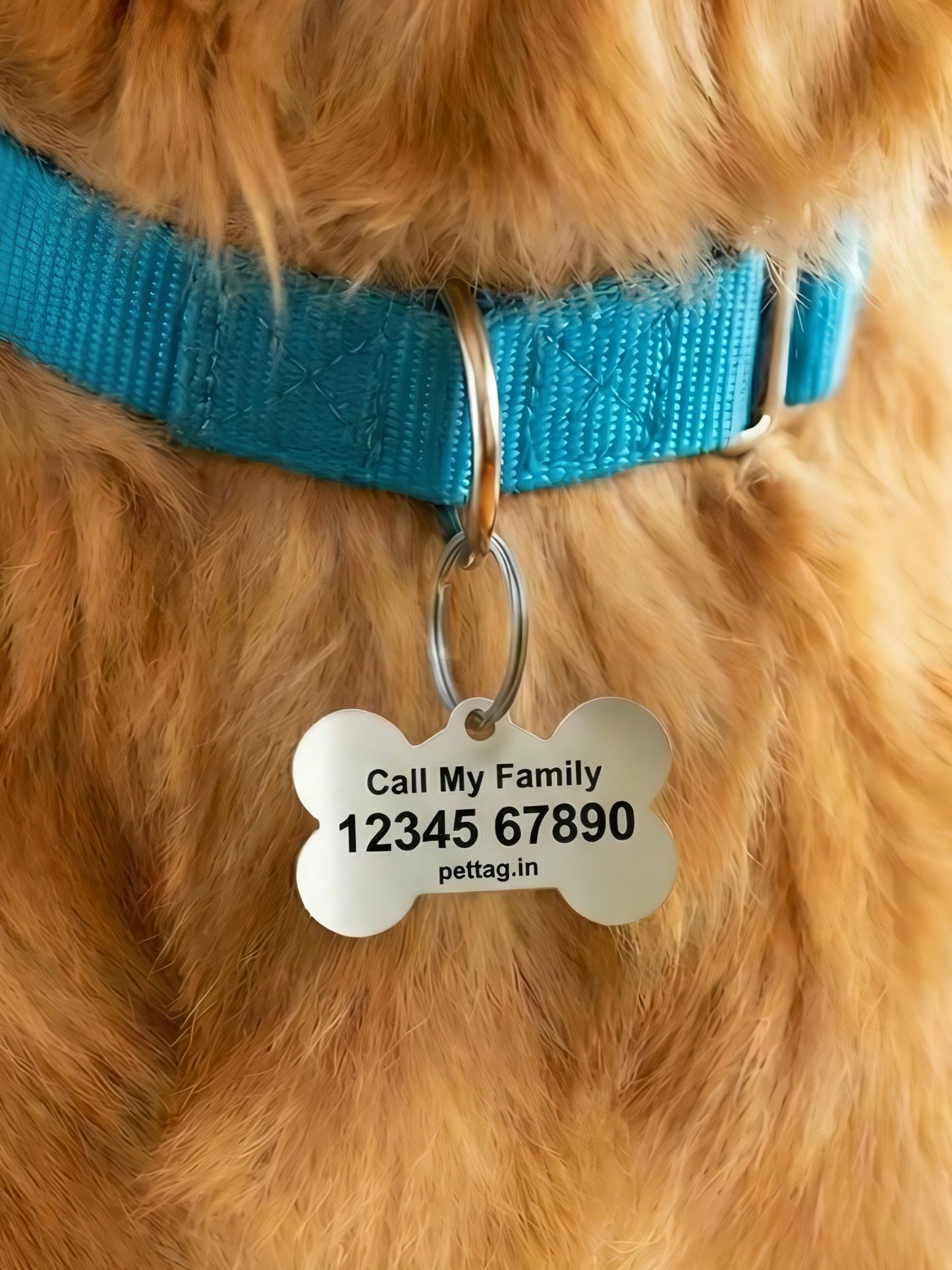 Dog wearing a blue collar with a pet tag on a blurred background
