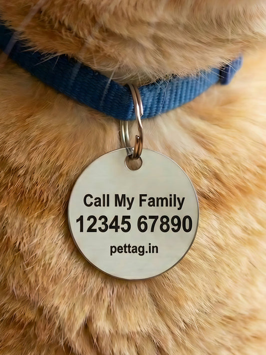 Cat wearing a blue collar with a pet tag displaying contact information.