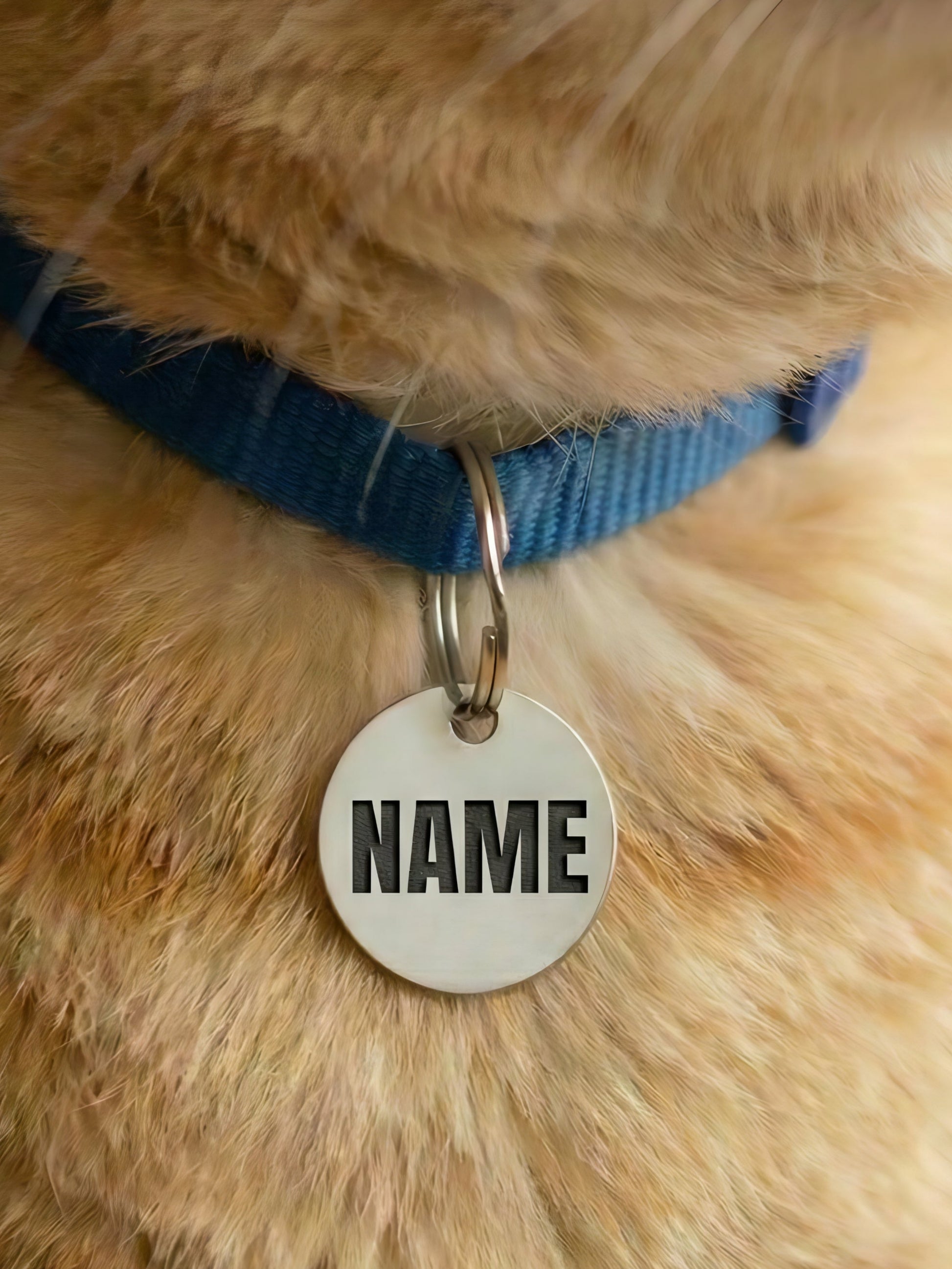 Close-up of a cat wearing a blue collar with a name tag.